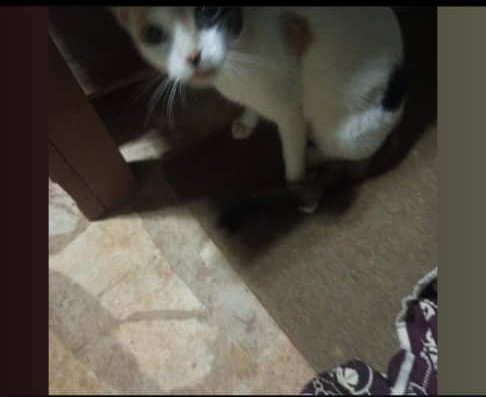 Pour le Traitement Fibrome-kyste-Myome